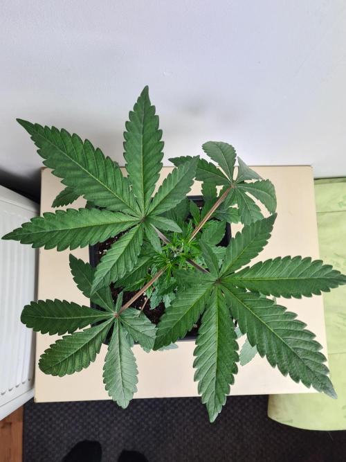 Nori Cake | Green House Seed Co.. Week 3 - 2-12