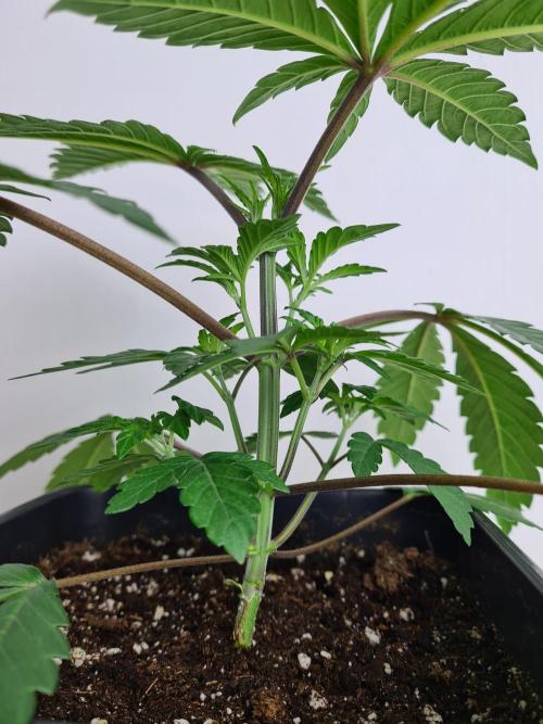 Nori Cake | Green House Seed Co.. Week 3 - 2-12