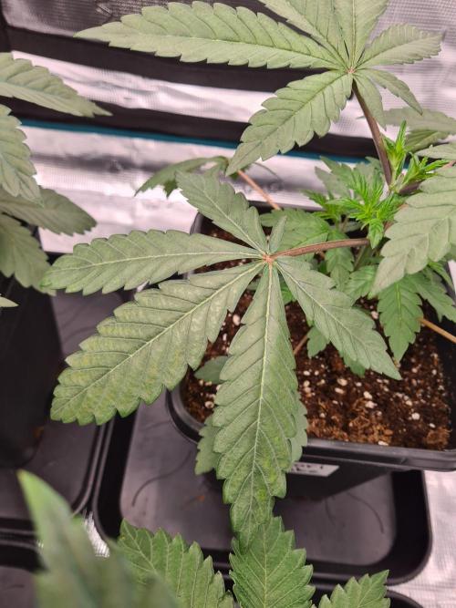 Nori Cake | Green House Seed Co.. Week 3 - 2-12 Deficiency?