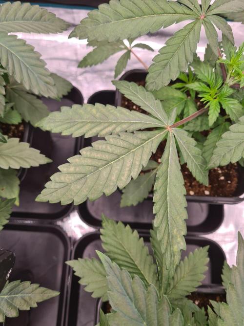 Nori Cake | Green House Seed Co.. Week 3 - 3-12 Deficiency?