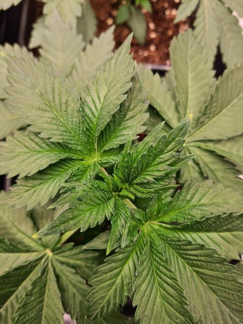 Rainbow Melon | Fast Buds. Week 3 - 27-11 Yellow tips