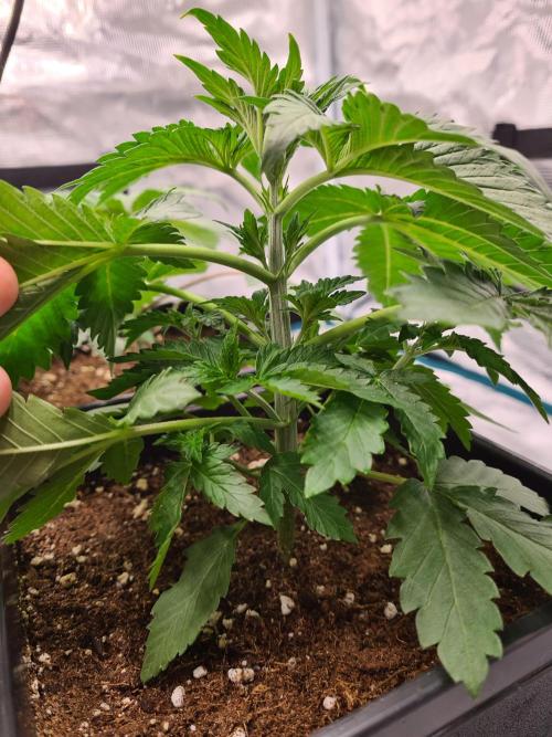 Rainbow Melon | Fast Buds. Week 3 - 27-11 Before