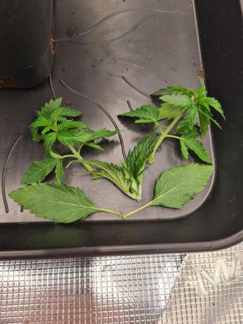 Rainbow Melon | Fast Buds. Week 3 - 27-11 Topped