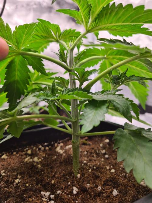 Rainbow Melon | Fast Buds. Week 3 - 27-11 After