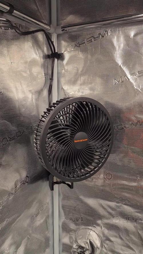 Rainbow Melon | Fast Buds