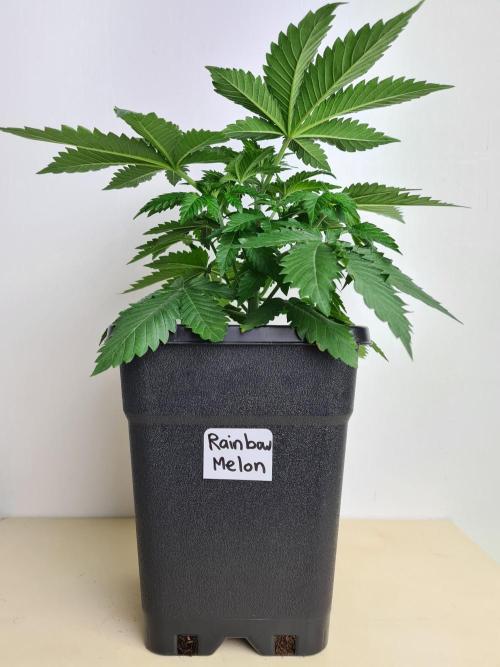 Rainbow Melon | Fast Buds. Week 3 - 2-12