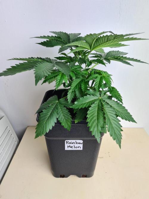 Rainbow Melon | Fast Buds. Week 3 - 2-12