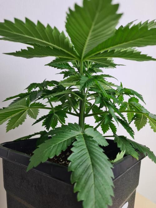 Rainbow Melon | Fast Buds. Week 3 - 2-12