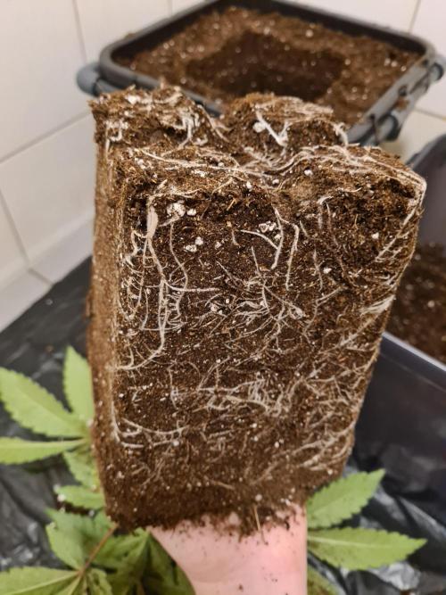 Nori Cake | Green House Seed Co.. Week 4 - 5-12 Roots
