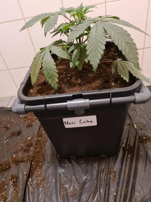 Nori Cake | Green House Seed Co.. Week 4 - 5-12 Transplanted