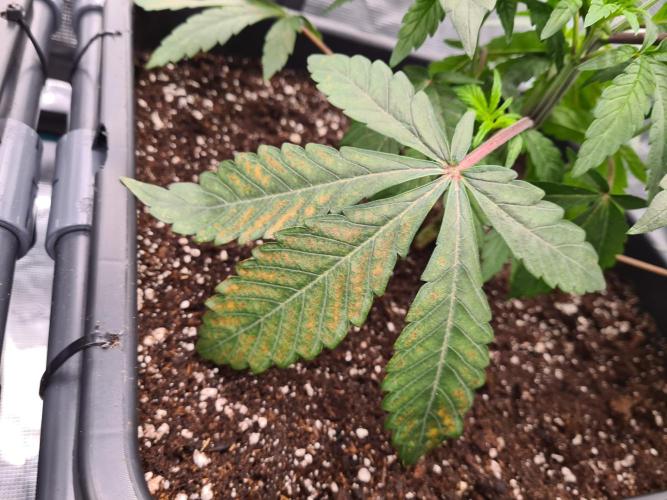 Nori Cake | Green House Seed Co.. Week 4 - 5-12 Leaves