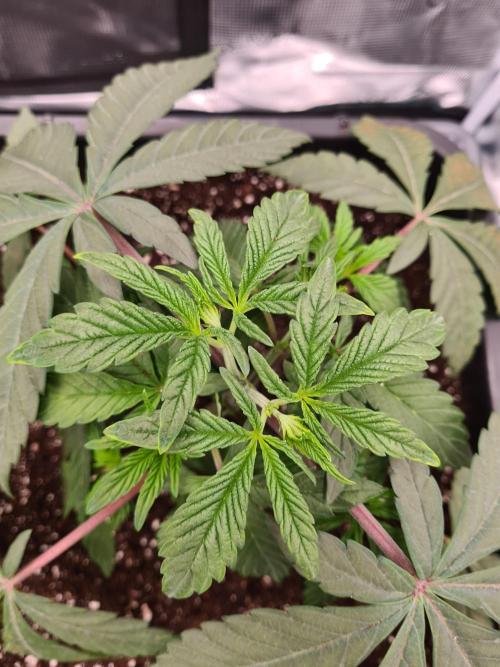 Nori Cake | Green House Seed Co.. Week 4 - 5-12 Leaves