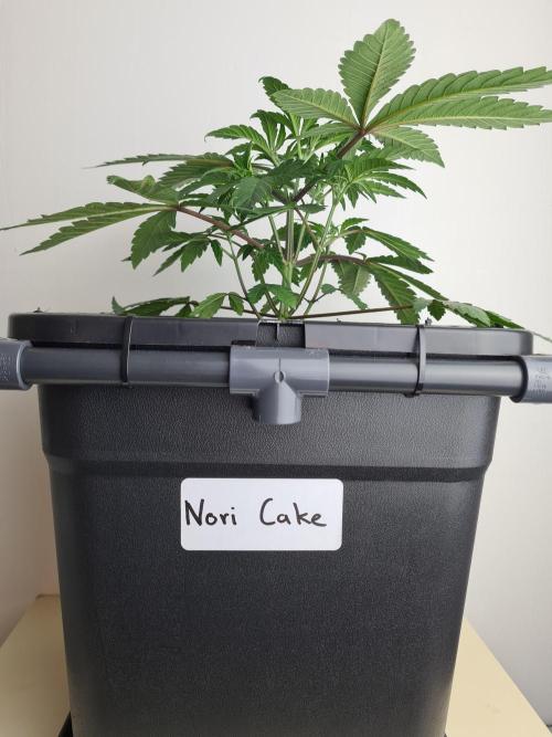 Nori Cake | Green House Seed Co.. Week 4 - 6-12