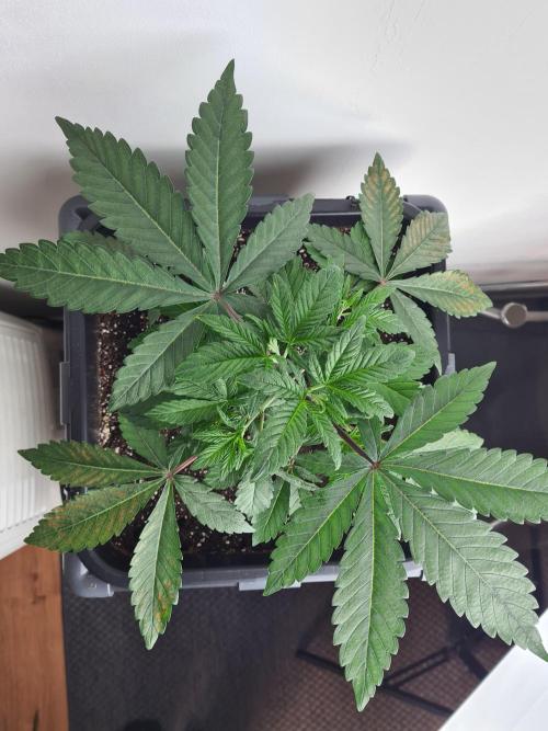 Nori Cake | Green House Seed Co.. Week 4 - 6-12