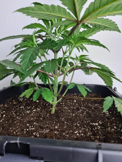 Nori Cake | Green House Seed Co.. Week 4 - 6-12