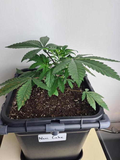Nori Cake | Green House Seed Co.. Week 4 - 6-12