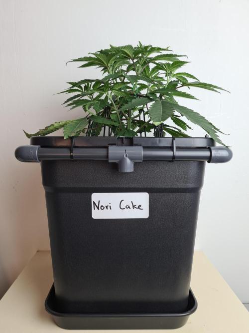 Nori Cake | Green House Seed Co.. Week 4 - 10-12