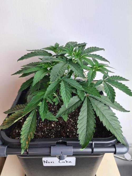 Nori Cake | Green House Seed Co.. Week 4 - 10-12