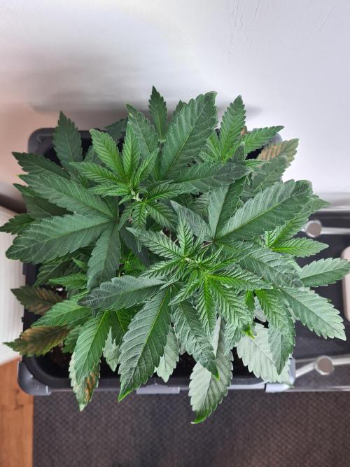 Nori Cake | Green House Seed Co.. Week 4 - 10-12