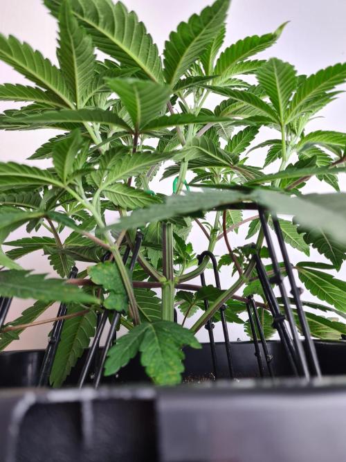 Nori Cake | Green House Seed Co.. Week 4 - 10-12