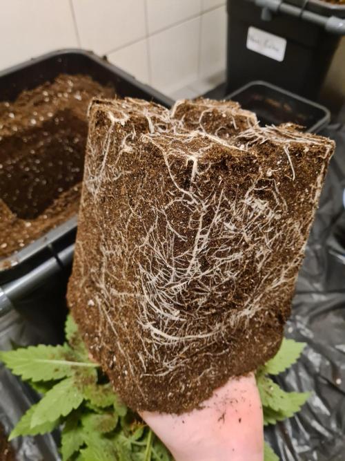 Tarte Tatin | Greenhouse Seeds Co.. Week 4 - 5-12 Roots