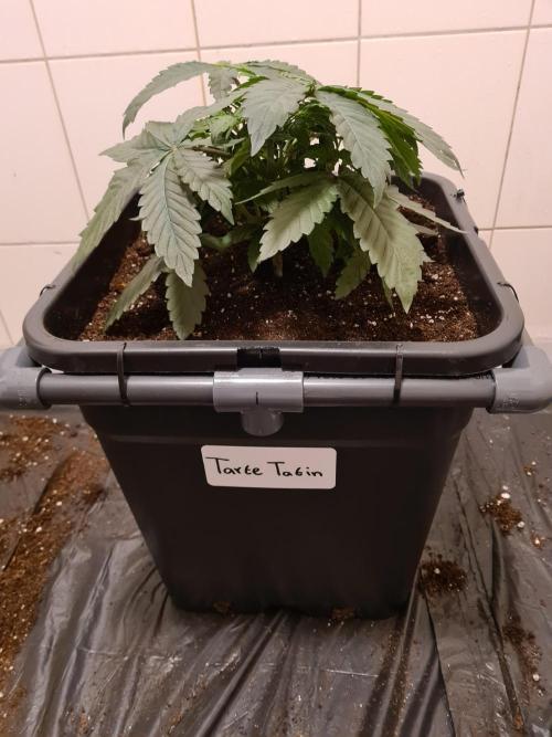 Tarte Tatin | Greenhouse Seeds Co.. Week 4 - 5-12 Transplanted