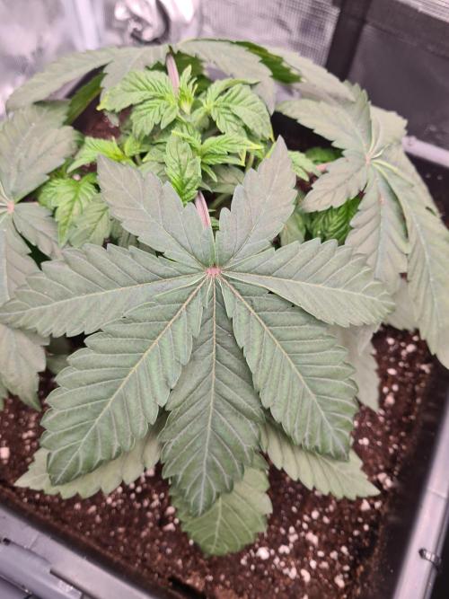 Tarte Tatin | Greenhouse Seeds Co.. Week 4 - 5-12 Leaves