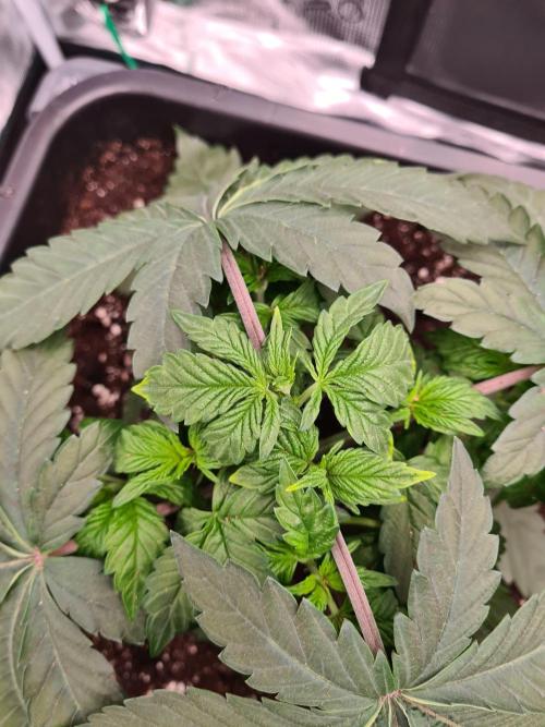 Tarte Tatin | Greenhouse Seeds Co.. Week 4 - 5-12 Leaves