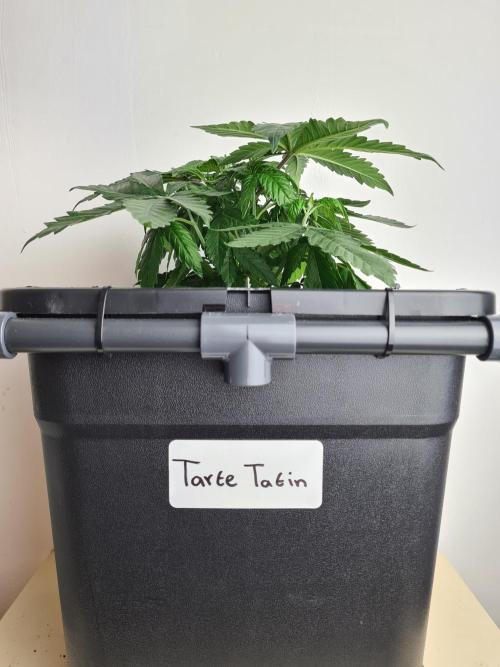 Tarte Tatin | Greenhouse Seeds Co.. Week 4 - 6-12
