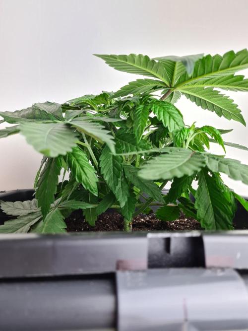 Tarte Tatin | Greenhouse Seeds Co.. Week 4 - 6-12