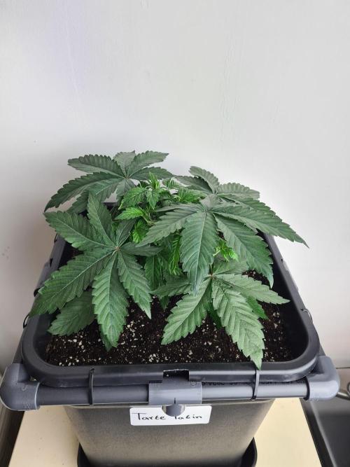 Tarte Tatin | Greenhouse Seeds Co.. Week 4 - 6-12