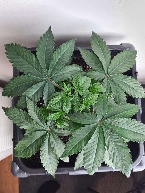 Tarte Tatin | Greenhouse Seeds Co.. Week 4 - 6-12