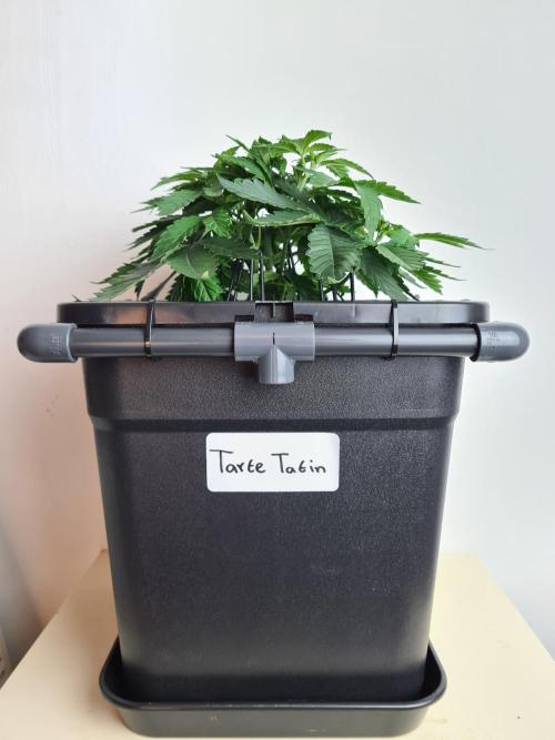 Tarte Tatin | Greenhouse Seeds Co.. Week 4 - 10-12