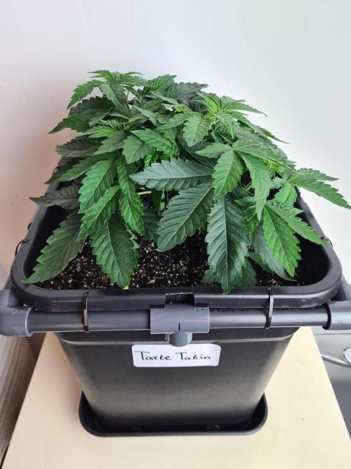 Tarte Tatin | Greenhouse Seeds Co.. Week 4 - 10-12