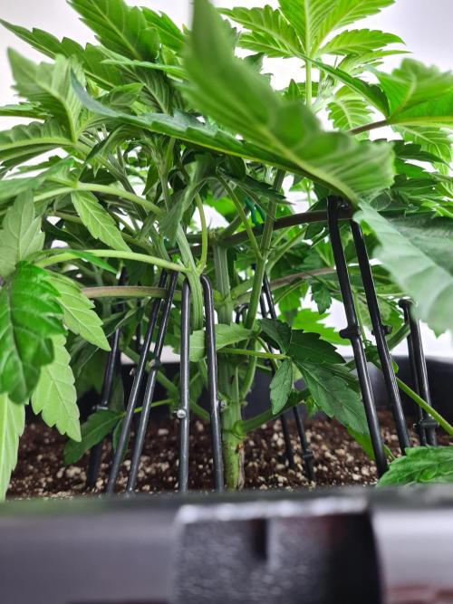 Tarte Tatin | Greenhouse Seeds Co.. Week 4 - 10-12