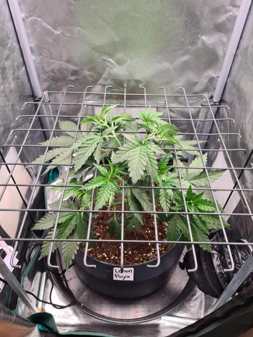 Lemonpaya | Fast Buds. Week 4 - 6-12