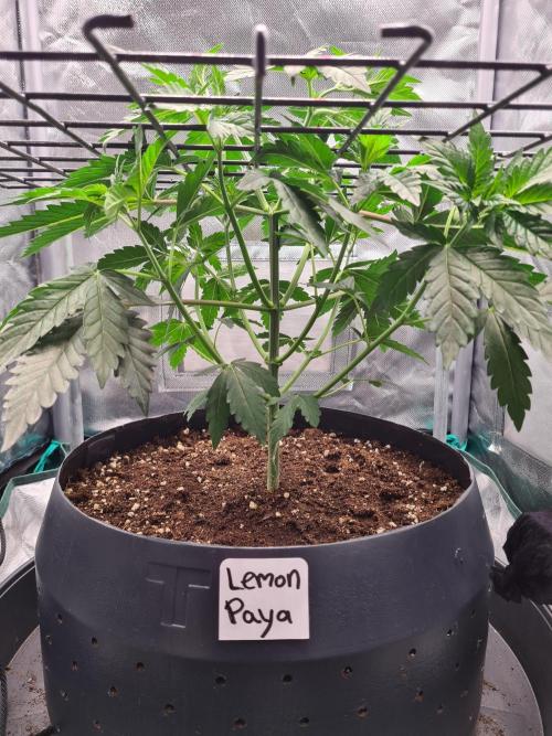 Lemonpaya | Fast Buds. Week 4 - 6-12