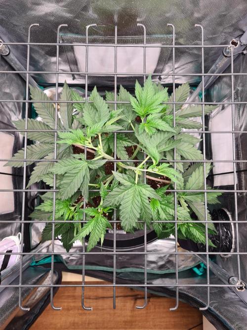 Lemonpaya | Fast Buds. Week 4 - 6-12