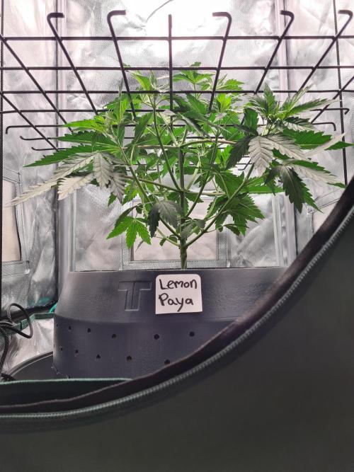 Lemonpaya | Fast Buds. Week 4 - 6-12