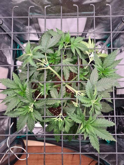 Lemonpaya | Fast Buds. Week 4 - 8-12