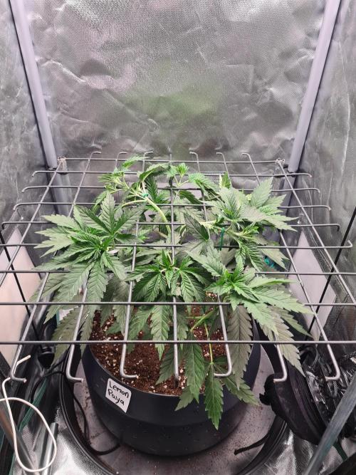 Lemonpaya | Fast Buds. Week 4 - 8-12