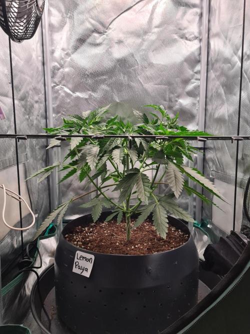 Lemonpaya | Fast Buds. Week 4 - 8-12