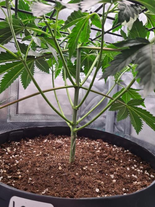 Lemonpaya | Fast Buds. Week 4 - 8-12