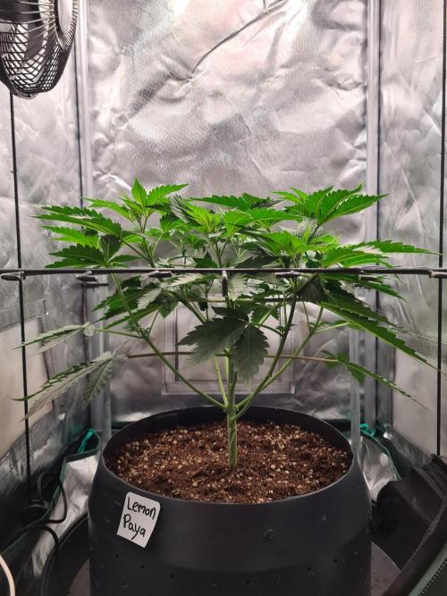 Lemonpaya | Fast Buds. Week 4 - 10-12