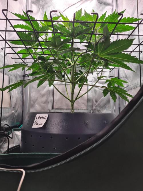 Lemonpaya | Fast Buds. Week 4 - 10-12