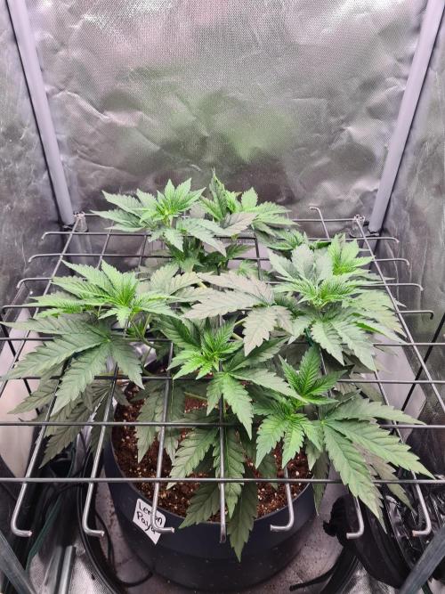 Lemonpaya | Fast Buds. Week 4 - 10-12