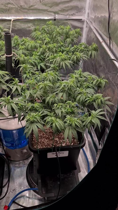 Haze Berry - Royal Queen Seeds