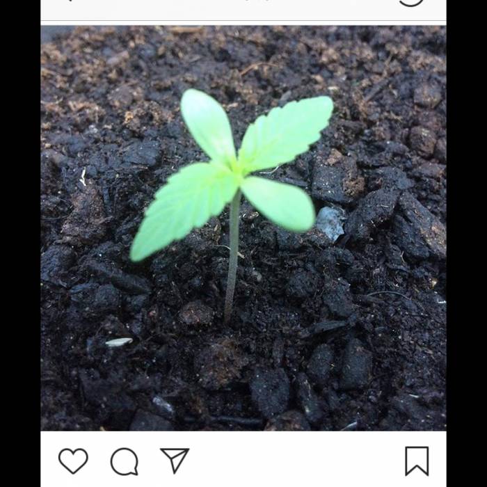  Cookiedawg English Manny Cut . Week 1 - Scottish sun and tap water.