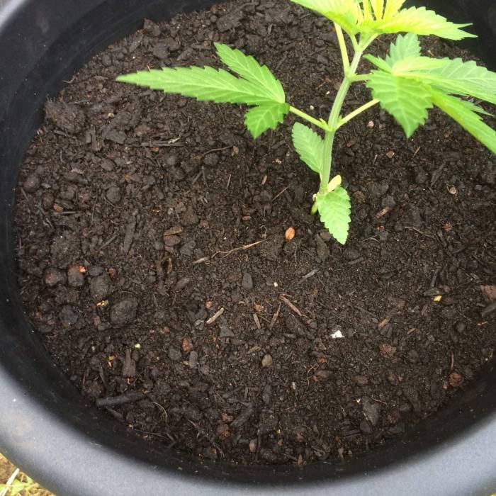  Cookiedawg English Manny Cut . Week 4