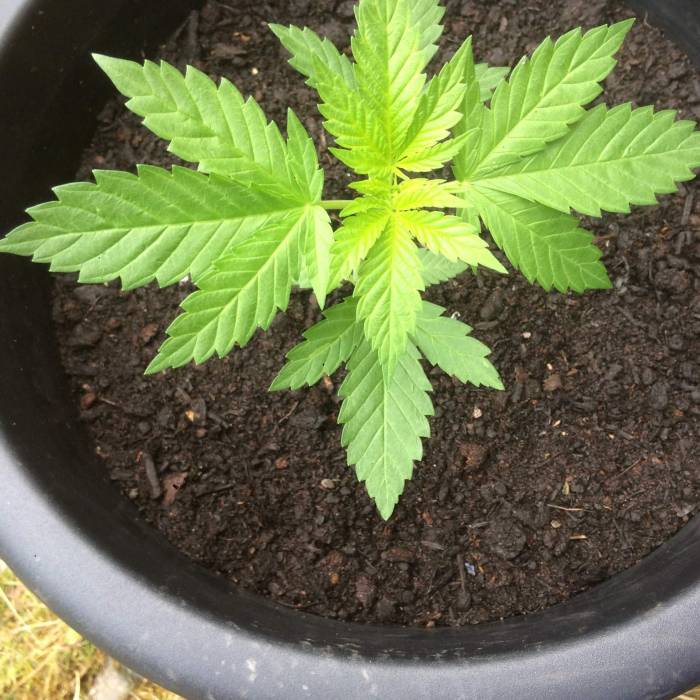  Cookiedawg English Manny Cut . Week 5 - Seemed to react well to the miraclegro nutes.sun has been decent.